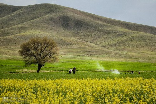   اخبار اجتماعی  ,خبرهای  اجتماعی, مزارع کشاورزی 