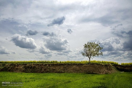 اخباراجتماعی ,خبرهای اجتماعی , مزارع کشاورزی اخبار اجتماعی ,خبرهای اجتماعی, مزارع کشاورزی