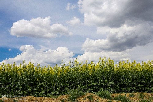 اخباراجتماعی ,خبرهای اجتماعی , مزارع کشاورزی اخبار اجتماعی ,خبرهای اجتماعی, مزارع کشاورزی