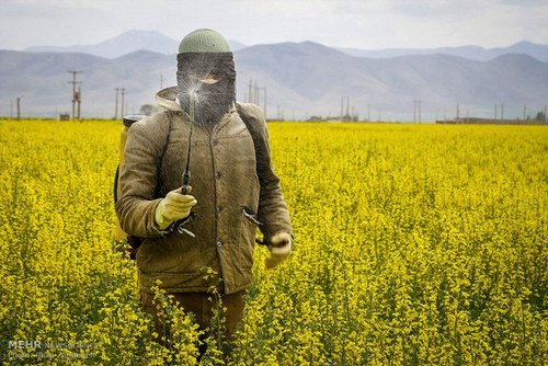اخباراجتماعی ,خبرهای اجتماعی , مزارع کشاورزی اخبار اجتماعی ,خبرهای اجتماعی, مزارع کشاورزی