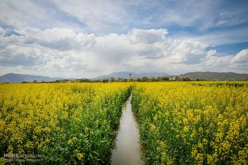 اخباراجتماعی ,خبرهای اجتماعی , مزارع کشاورزی اخبار اجتماعی ,خبرهای اجتماعی, مزارع کشاورزی