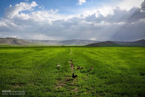 اخباراجتماعی ,خبرهای اجتماعی , مزارع کشاورزی اخبار اجتماعی ,خبرهای اجتماعی, مزارع کشاورزی
