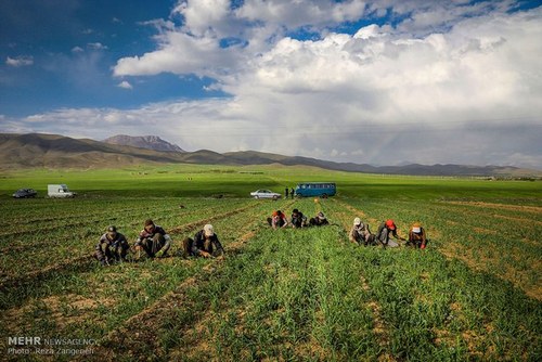 اخباراجتماعی ,خبرهای اجتماعی , مزارع کشاورزی اخبار اجتماعی ,خبرهای اجتماعی, مزارع کشاورزی