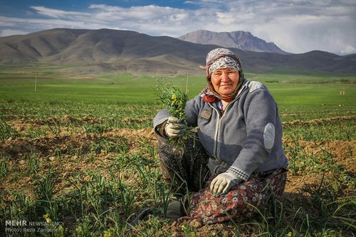   اخبار اجتماعی  ,خبرهای  اجتماعی, مزارع کشاورزی 