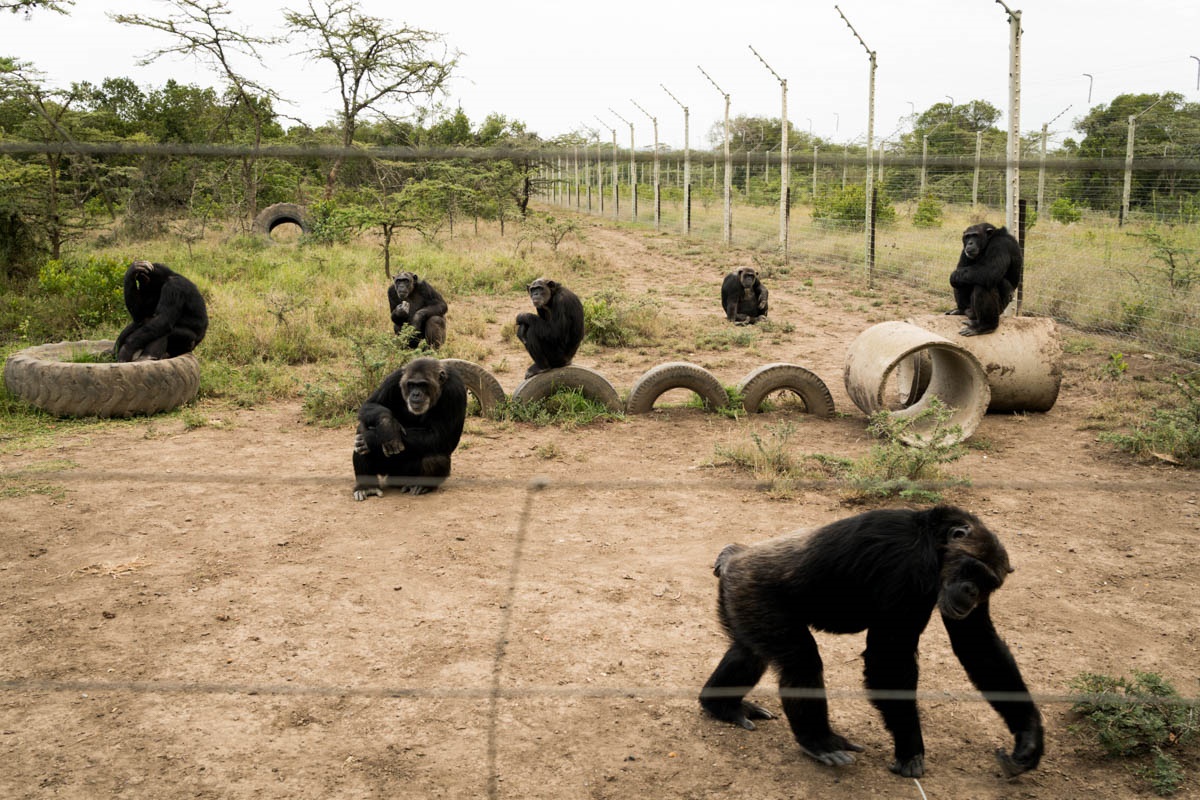 اخبار,اخبارگوناگون,شامپانزه‌های کنیایی