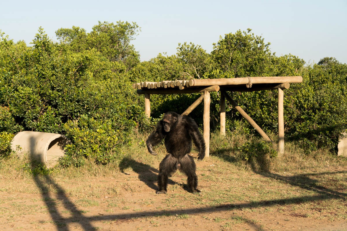 اخبار,اخبارگوناگون,شامپانزه‌های کنیایی