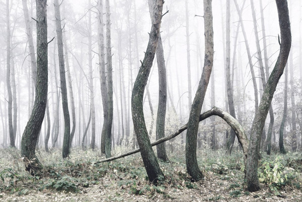 اخبار,اخبار گوناگون,جنگل کج در لهستان