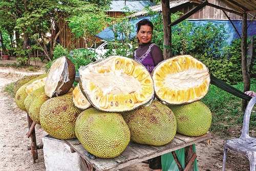 اخبار,اخبارگوناگون, جک فروت