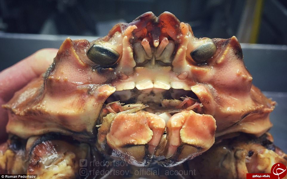 picture of golden king crab