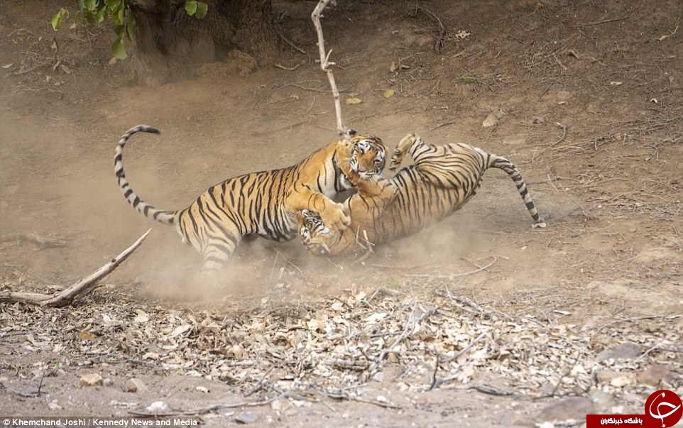 اخبار,اخبارگوناگون, جنگ دو ببر نر و ماده اخبار,اخبارگوناگون, جنگ دو ببر نر و ماده