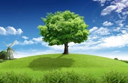 اخبار علمی,خبرهای علمی ,جنگلها اخبار علمی ,خبرهای علمی,جنگلها