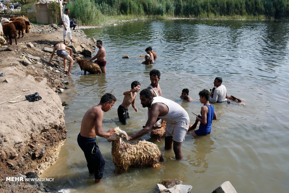 اخبار,تصاویر خبری,آماده شدن مسلمانان برای عید قربان