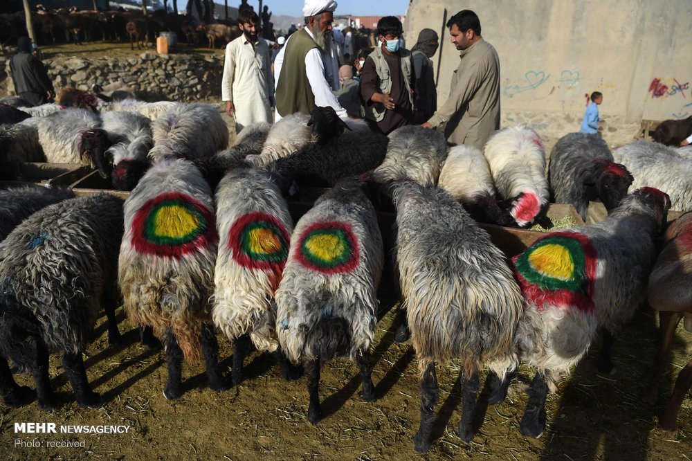 اخبار,تصاویر خبری,آماده شدن مسلمانان برای عید قربان