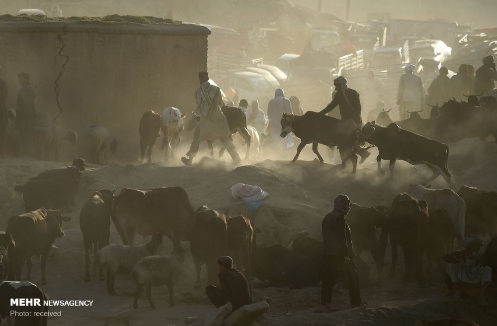 اخبار,تصاویر خبری,آماده شدن مسلمانان برای عید قربان