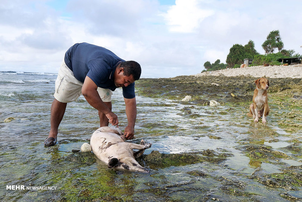 اخبار,اخبار گوناگون, کشور تووالو اخبار,اخبار گوناگون, کشور تووالو