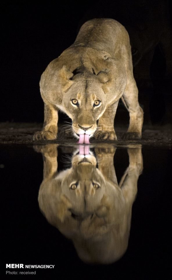 اخبار,انعکاس,آب خوردن شیرها در شب‎ 