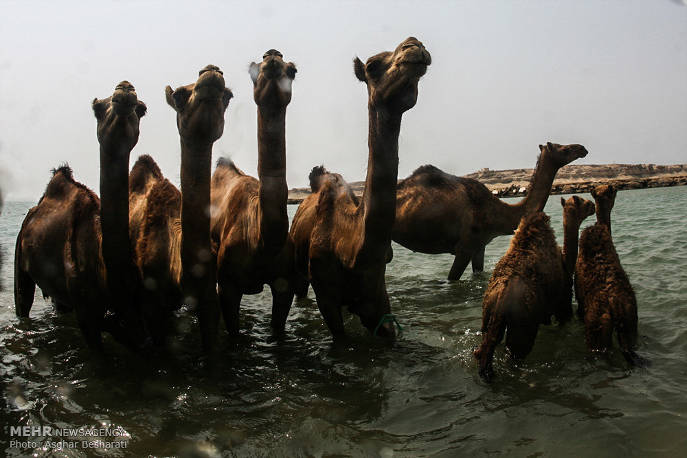 اخبار,اخبارگوناگون,شستشوی شترها در جزیره قشم