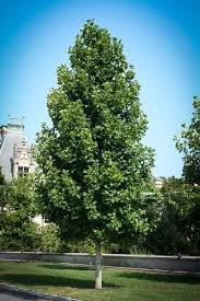اخبار علمی,خبرهای علمی ,رشد درختان اخبار علمی ,خبرهای علمی,رشد درختان