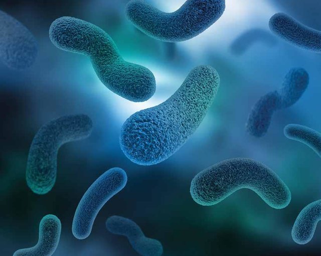 اخبار پزشکی ,خبرهای پزشکی ,باکتریهای مقاوم اخبار پزشکی ,خبرهای پزشکی,باکتریهای مقاوم