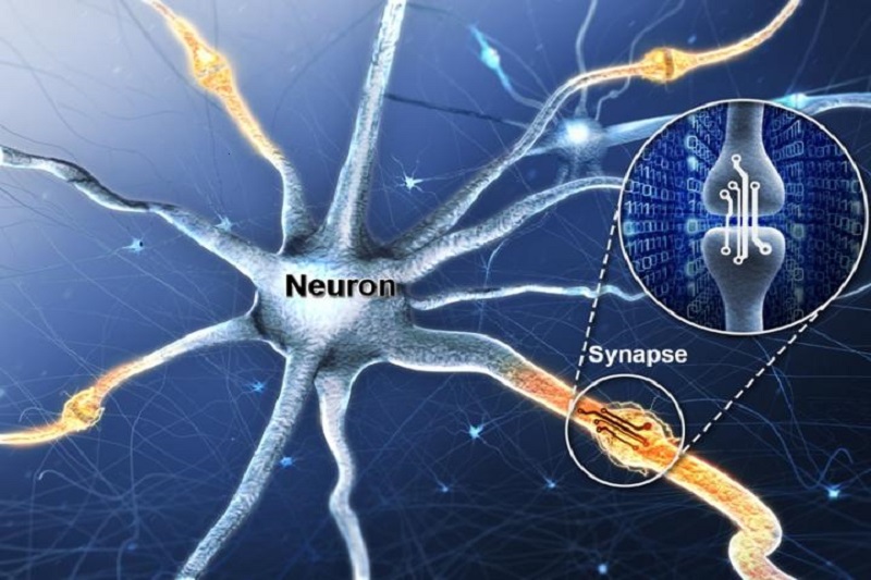 اخبار علمی,خبرهای علمی , مغز انسان اخبار علمی ,خبرهای علمی, مغز انسان