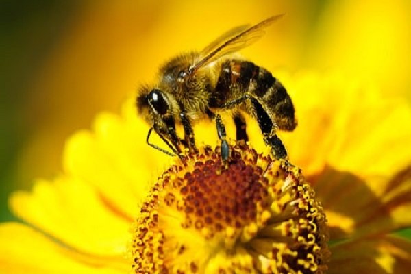  اخبار علمی ,خبرهای علمی, اگزما
