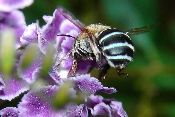  اخبار علمی ,خبرهای علمی,زنبورهای عسل 