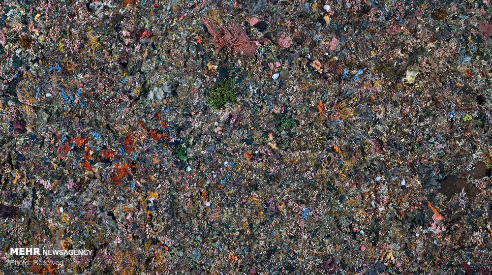 اخبار,اخبار گوناگون اخبار,اخبار گوناگون