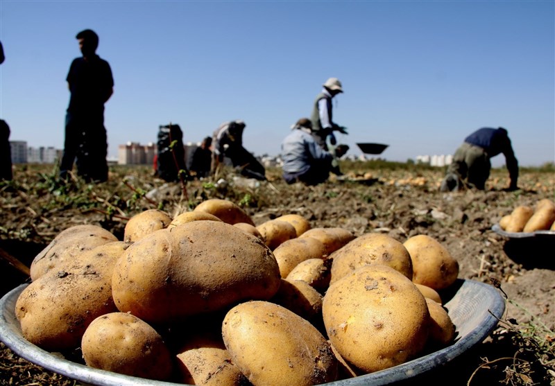 اخبار,اخبار اقتصادی,سیب زمینی