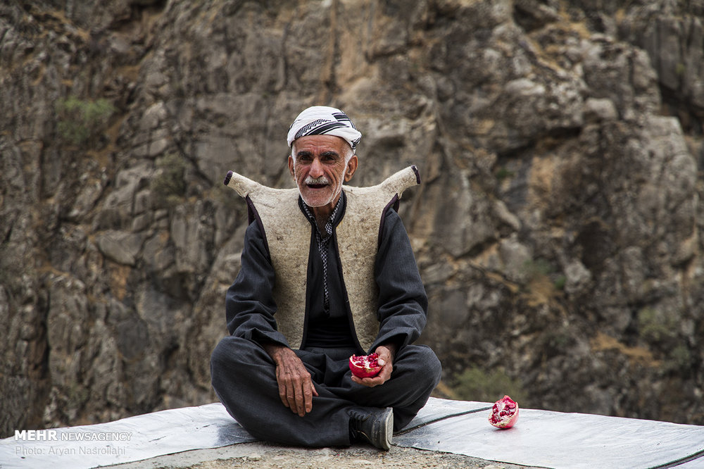 اخبار,عکس خبری,برداشت یاقوت سرخ هورامان