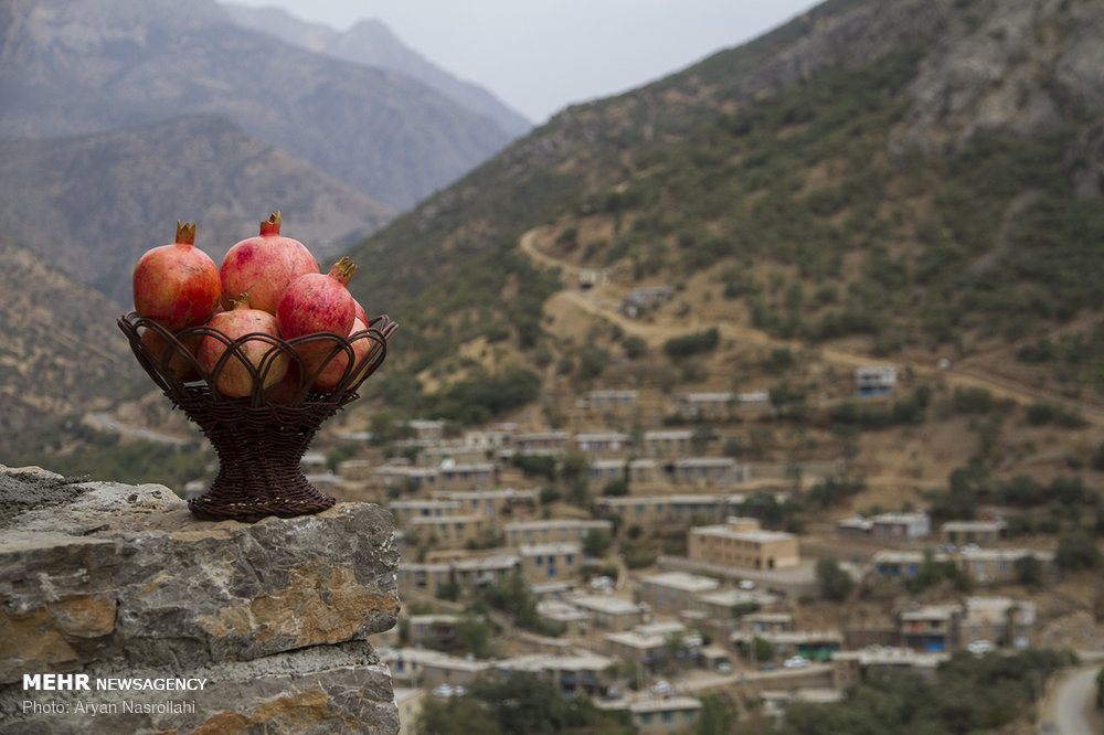 اخبار,عکس خبری,برداشت یاقوت سرخ هورامان