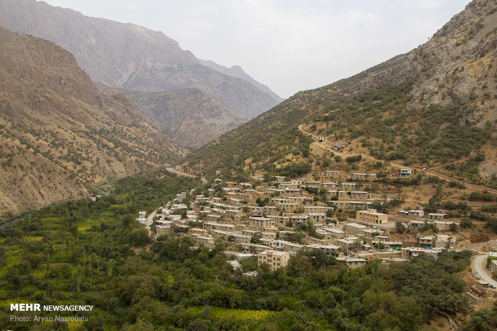 اخبار,عکس خبری,برداشت یاقوت سرخ هورامان