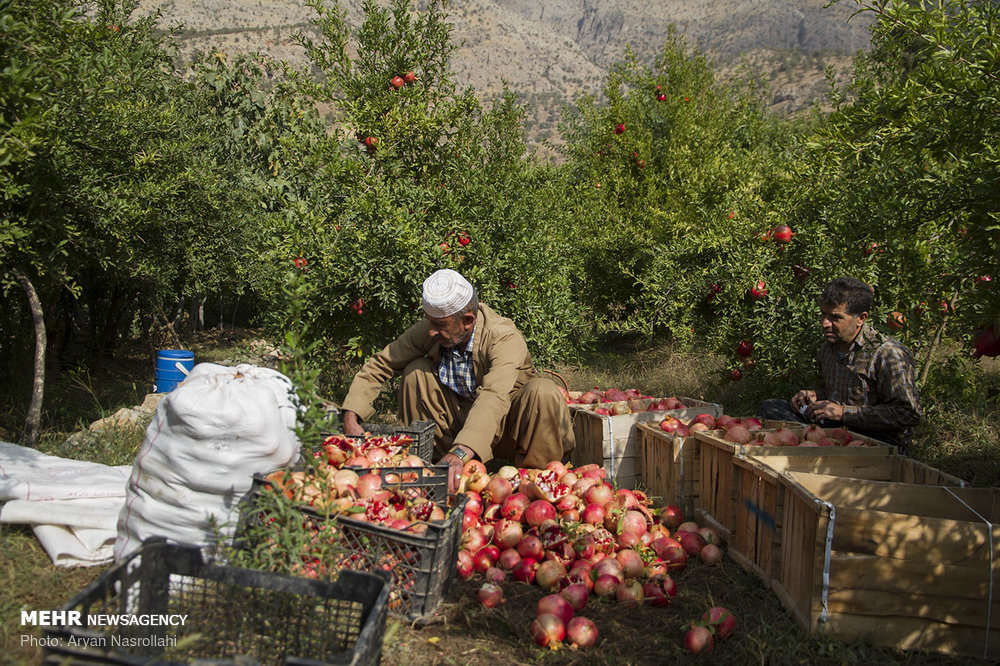 اخبار,عکس خبری,برداشت یاقوت سرخ هورامان