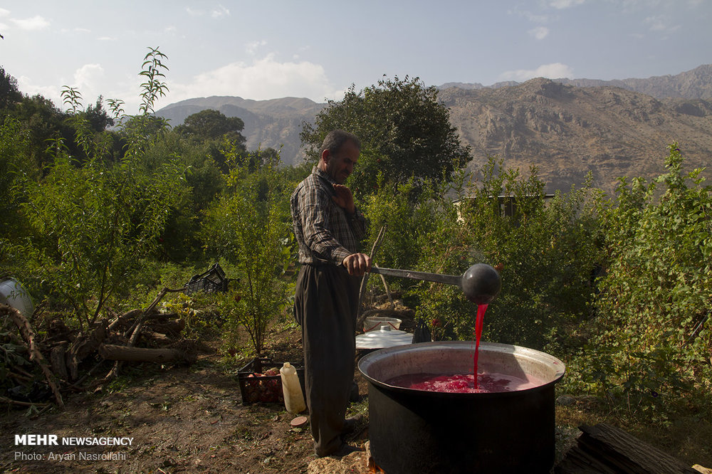 اخبار,عکس خبری,برداشت یاقوت سرخ هورامان