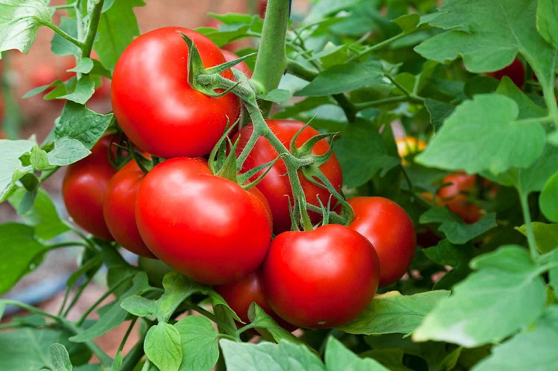 اخبار علمی,خبرهای علمی ,گوجه فرنگی اخبار علمی ,خبرهای علمی,گوجه فرنگی
