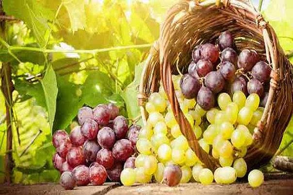 اخبار پزشکی ,خبرهای پزشکی ,انگور اخبار پزشکی ,خبرهای پزشکی,انگور