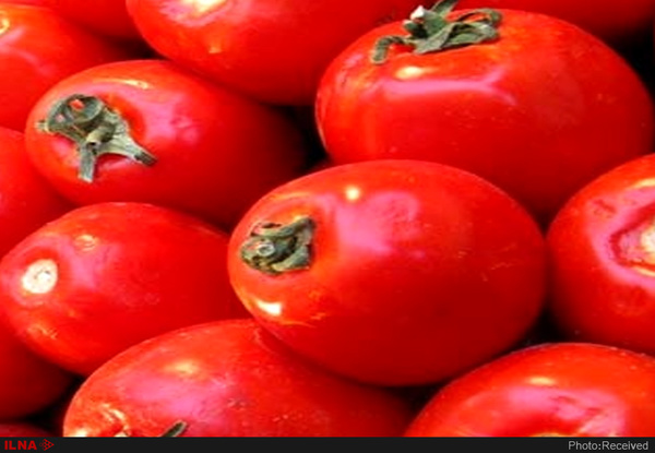 اخبار اقتصادی ,خبرهای اقتصادی ,صادرات گوجهفرنگی اخبار اقتصادی ,خبرهای اقتصادی ,صادرات گوجهفرنگی