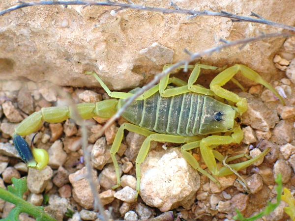 اخبار,اخبارگوناگون,زهرعقرب