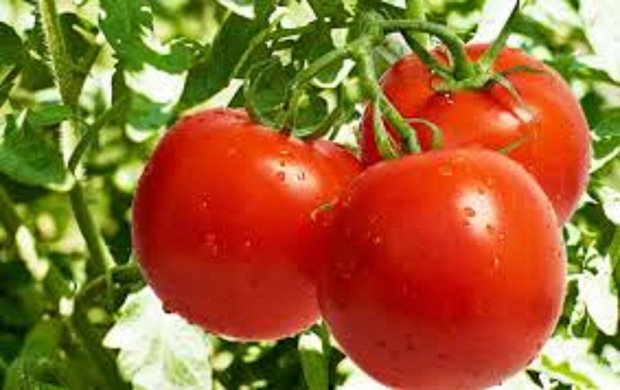  اخبار اقتصادی ,خبرهای اقتصادی , قیمت گوجه گلخانه‌ای