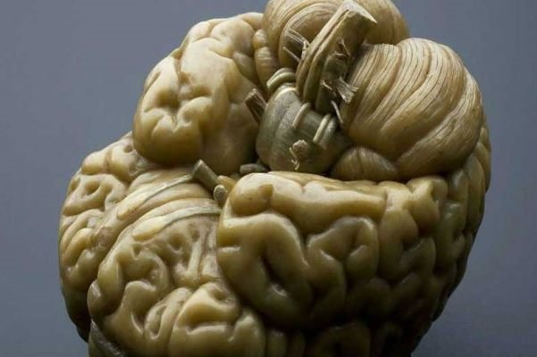 اخبار علمی,خبرهای علمی , اندازه گیری هوش انسان اخبار علمی ,خبرهای علمی, اندازه گیری هوش انسان