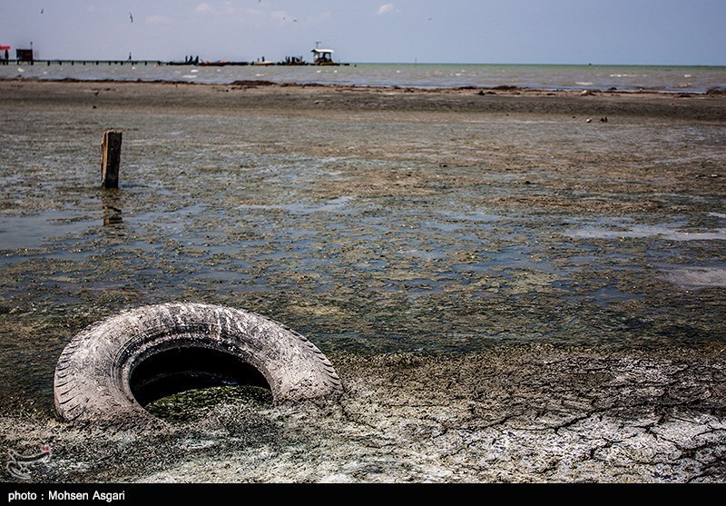  اخبار اجتماعی ,خبرهای اجتماعی,مرگ خلیج گرگان 