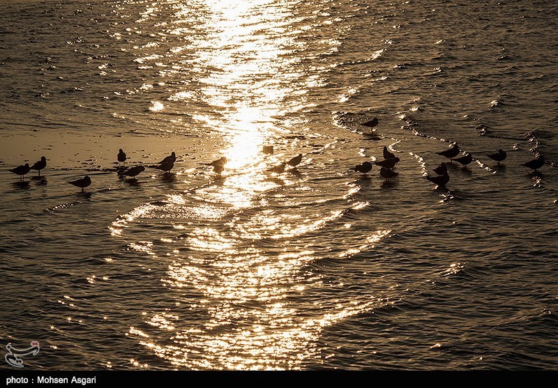  اخبار اجتماعی ,خبرهای اجتماعی,مرگ خلیج گرگان 