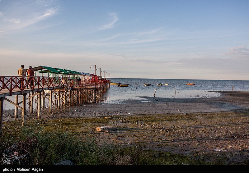  اخبار اجتماعی ,خبرهای اجتماعی,مرگ خلیج گرگان 