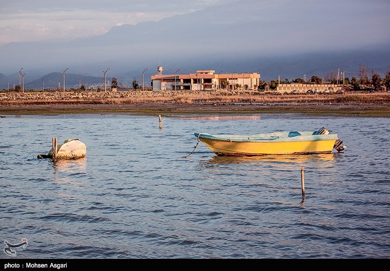  اخبار اجتماعی ,خبرهای اجتماعی,مرگ خلیج گرگان 