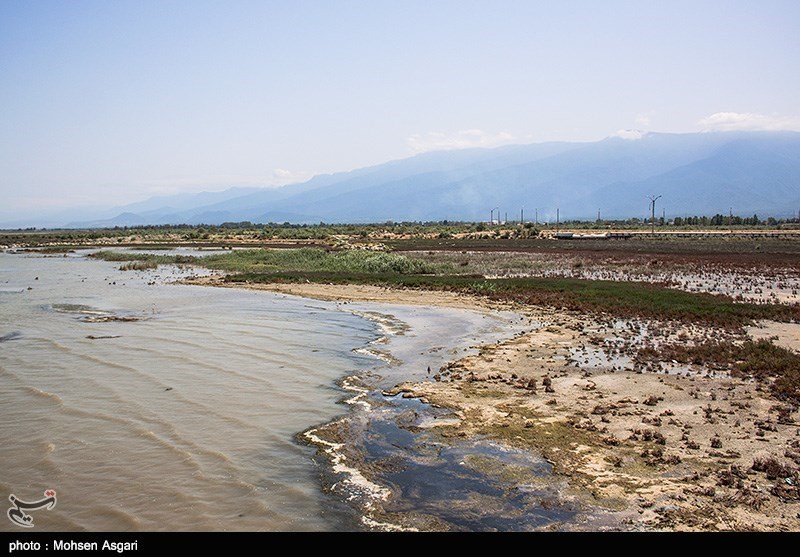 اخباراجتماعی ,خبرهای اجتماعی ,مرگ خلیج گرگان اخبار اجتماعی ,خبرهای اجتماعی,مرگ خلیج گرگان