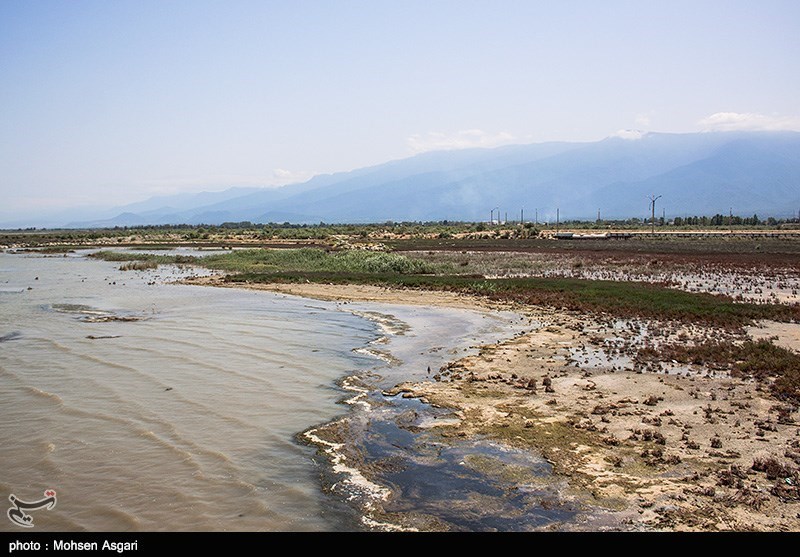  اخبار اجتماعی ,خبرهای اجتماعی,مرگ خلیج گرگان 