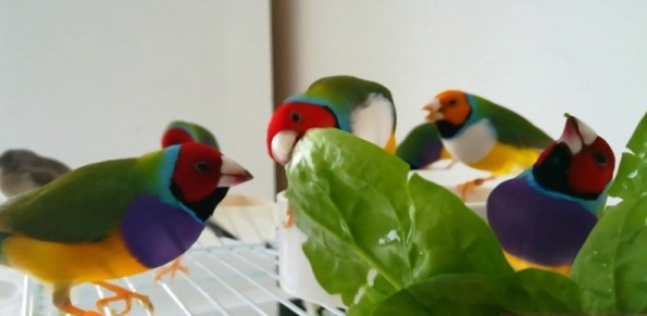 اخبار,اخبار گوناگون,سبزیجات مناسب برای پرندگان زینتی