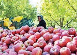 اخبار اقتصادی ,خبرهای اقتصادی , صادرات سیب اخبار اقتصادی ,خبرهای اقتصادی , صادرات سیب