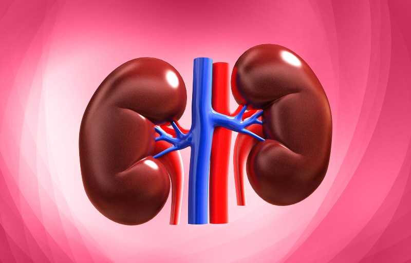 اخبار پزشکی ,خبرهای پزشکی ,بیماری کلیوی اخبار پزشکی ,خبرهای پزشکی,بیماری کلیوی