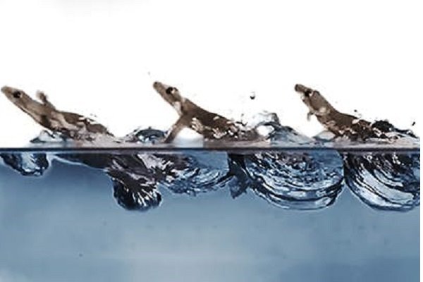 اخبار علمی,خبرهای علمی ,مارمولک اخبار علمی ,خبرهای علمی,مارمولک