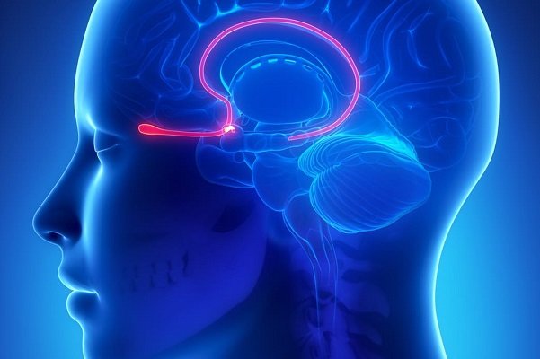 اخبار پزشکی ,خبرهای پزشکی , حس بویایی اخبار پزشکی ,خبرهای پزشکی, حس بویایی